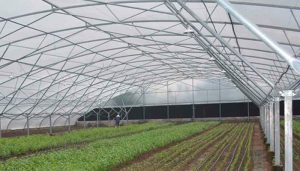 Nhà màng là gì? Những mô hình nhà màng trồng rau hiệu quả